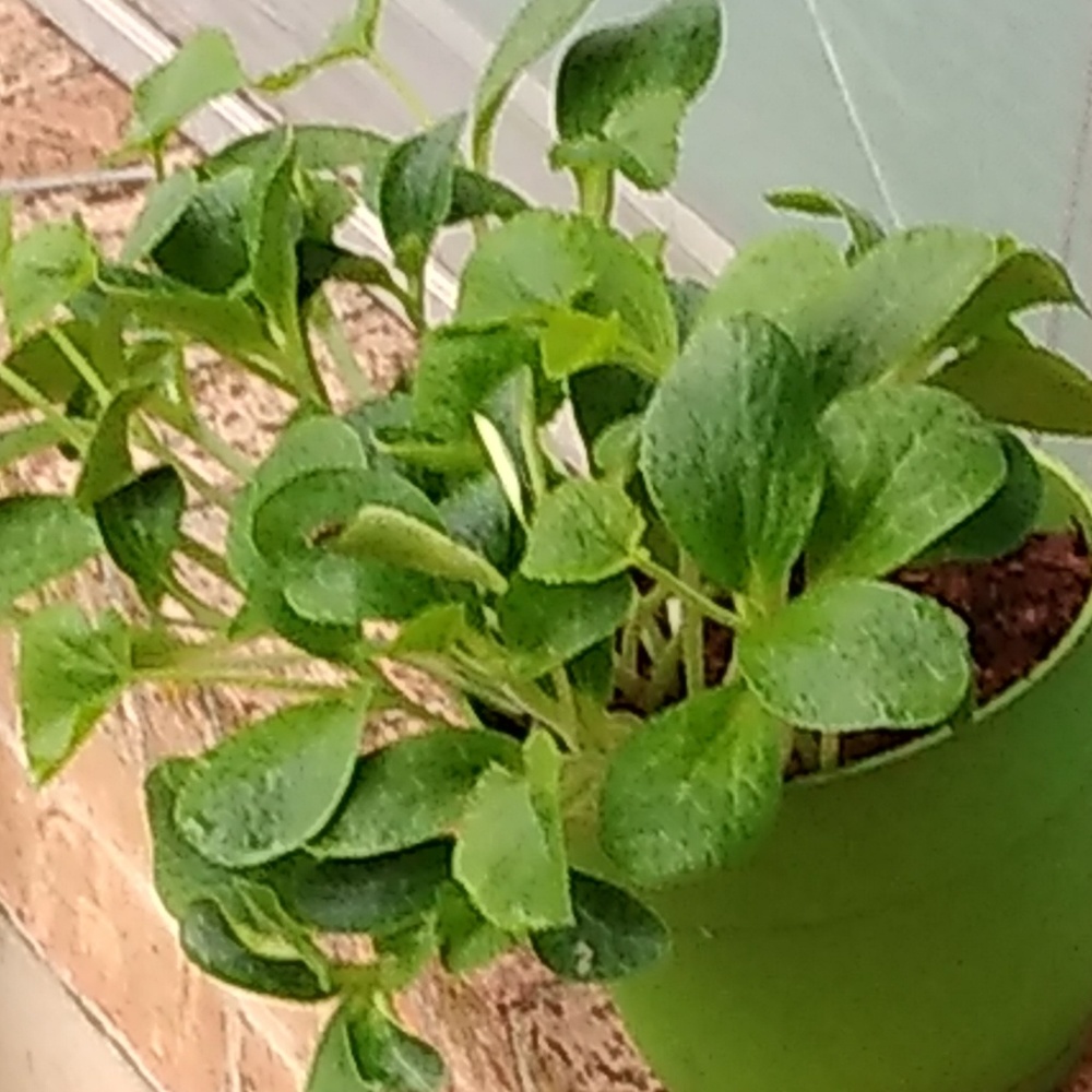 Meet your Posher, Alicia